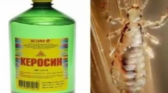 Уместността на използването на керосин от въшки и gnid